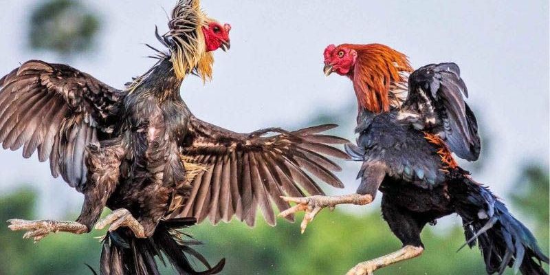 Đá Gà Cựa Tròn Tại TG88 Hấp Dẫn Và Chuẩn Xác Nhất 2026