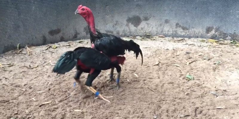 Ưu điểm hút khách của sảnh đá gà cựa tròn tại TG88