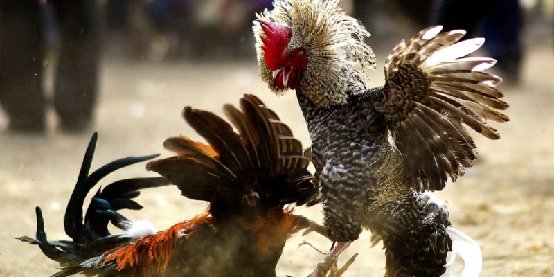 Những nét cơ bản về đá gà TG88