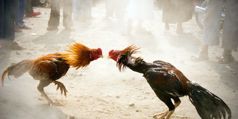 Cách soi kèo chuẩn xác khi tham gia đá gà TG88