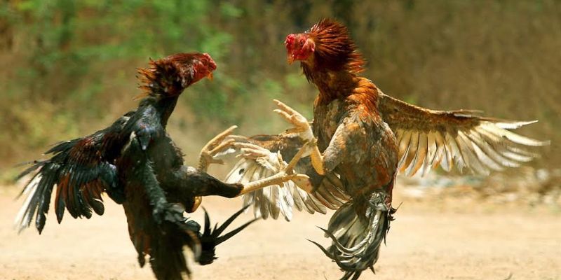 Bí kíp tham gia sảnh đá gà TG88 tối ưu từ cao thủ