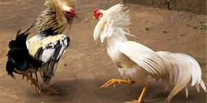 Thế Gà Đá Xạ Chuẩn Kỹ Thuật Giúp Tăng Hiệu Quả Chiến Đấu