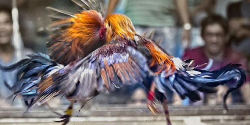 Ưu điểm nổi trội của dạng thế gà đá xạ là gì?