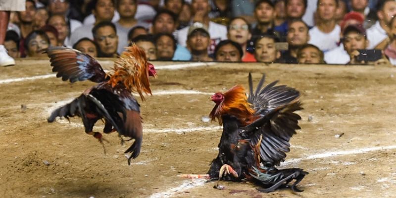 Khái niệm về vảy gà huyền trâm
